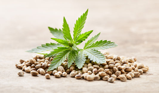 Heap of hemp seeds with green hemp plant leaves on a rustic wooden surface