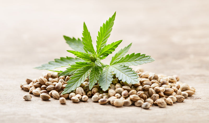Heap of hemp seeds with green hemp plant leaves on a rustic wooden surface